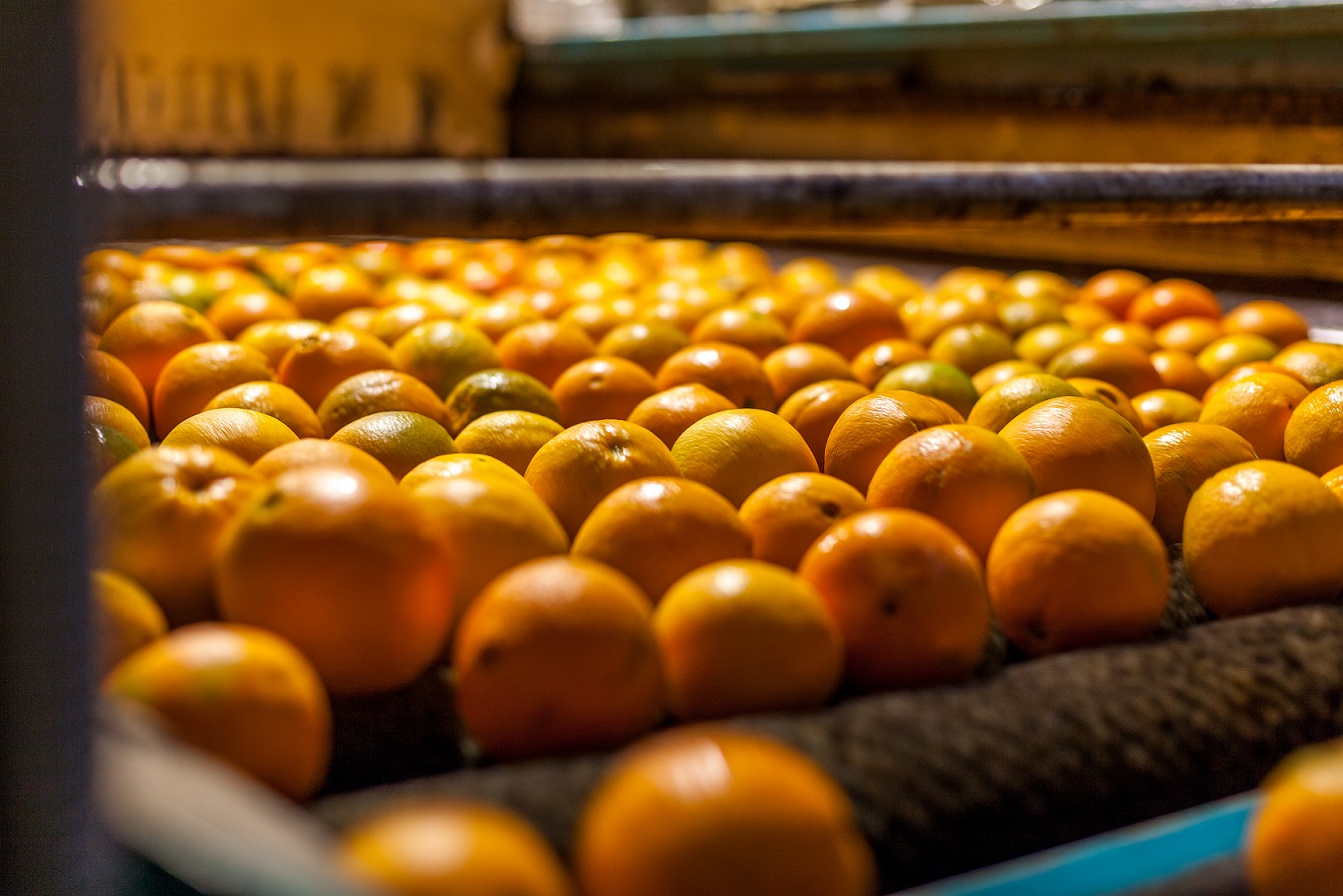 naranjas